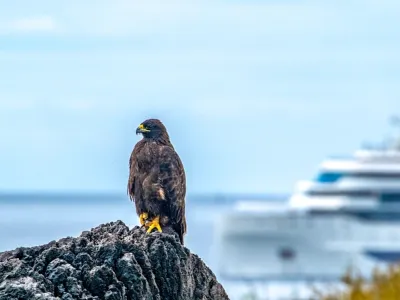 Celebrity Flora - Enrichment