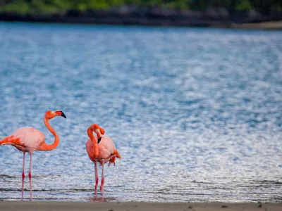 Celebrity Flora - Enrichment