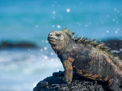 Celebrity Flora - Enrichment