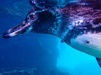 Celebrity Flora - Enrichment