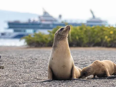 Celebrity Flora - Unique Features