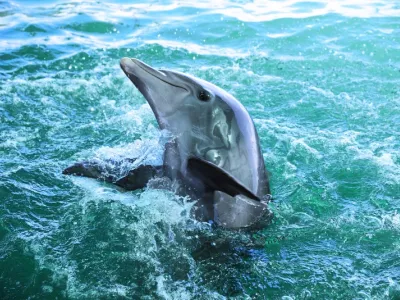 MSC Divina - Enrichment