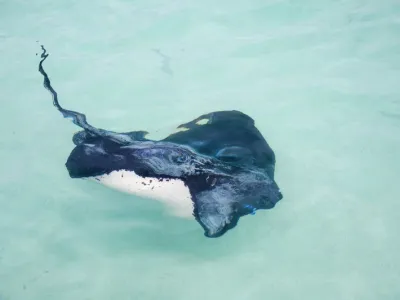 MSC Divina - Enrichment