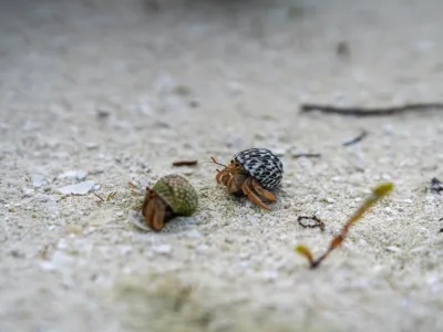 MSC_Cruises_Responsible_Shore_Excursions_Protectours_Ocean_Cay_Marine_Reserve_-_Conrad_Schutt