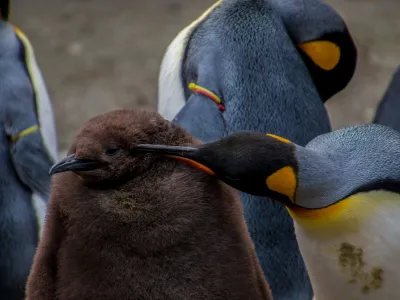 Macquarie Island, Tasmania