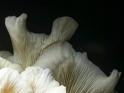 Little Current, Ontario