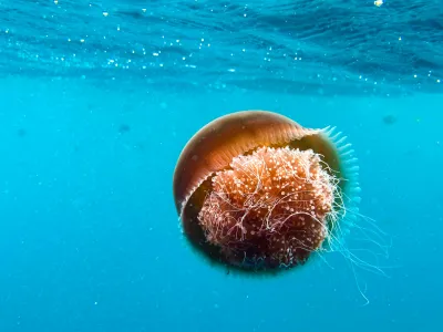 Ningaloo, Western Australia