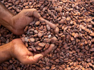 Cacao Fermentery_West Godavari District,AP_ photo Hashim Badani_DSC_4473 copy