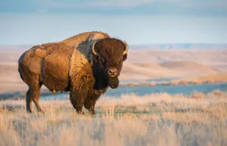 Yellowstone Bison