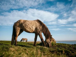 Icelandic Pony