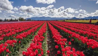 American Serenade - Onshore Excursions