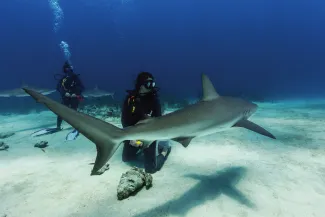 Jewel of the Seas - Scuba Excursions