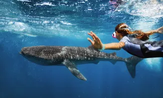 Jewel of the Seas - Snorkel Excursions