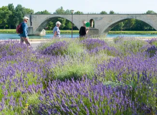 MS Amadeus Cara - Amadeus Audio-Guides