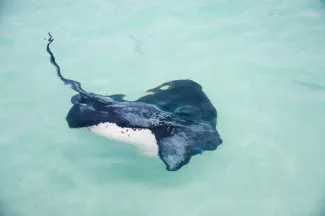 MSC Fantasia - Respecting the Places We Visit: MSC Protectours