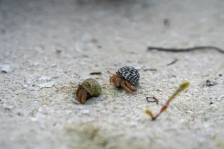 MSC Seashore - Responsible Shore Excursions: Protectours