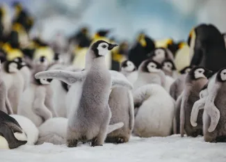 Ocean Explorer - Photography