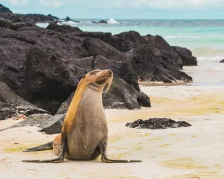 Punta Suarez, Isla Española, Galápagos