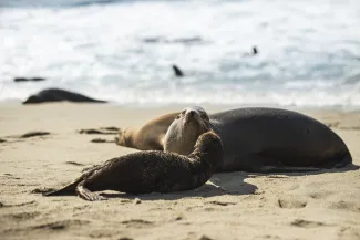 Punta Vicente Roca, Isabela Island, Galápagos