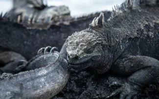 Punta Pitt, San Cristóbal Island, Galápagos