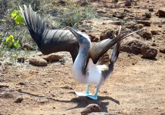 Elizabeth Bay, Isabela Island, Galápagos