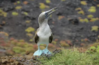 Champion Island, Galápagos
