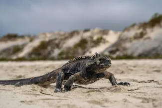 El Edén Island, Galápagos