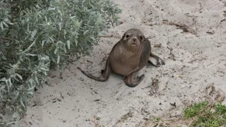 Kangaroo Island, South Australia