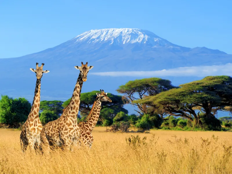 Kenya Travel Boom Driven by Digital Payments